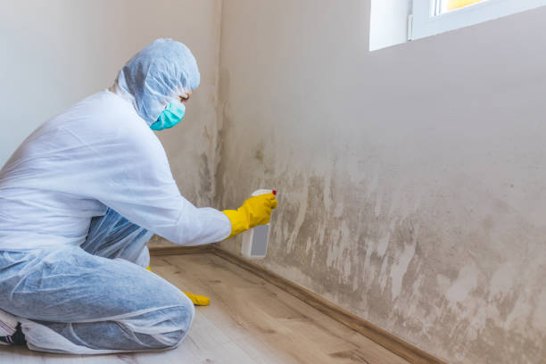 Licensed Commercial Mold Remediation service in Chandler, AZ - WQB Mold Removal